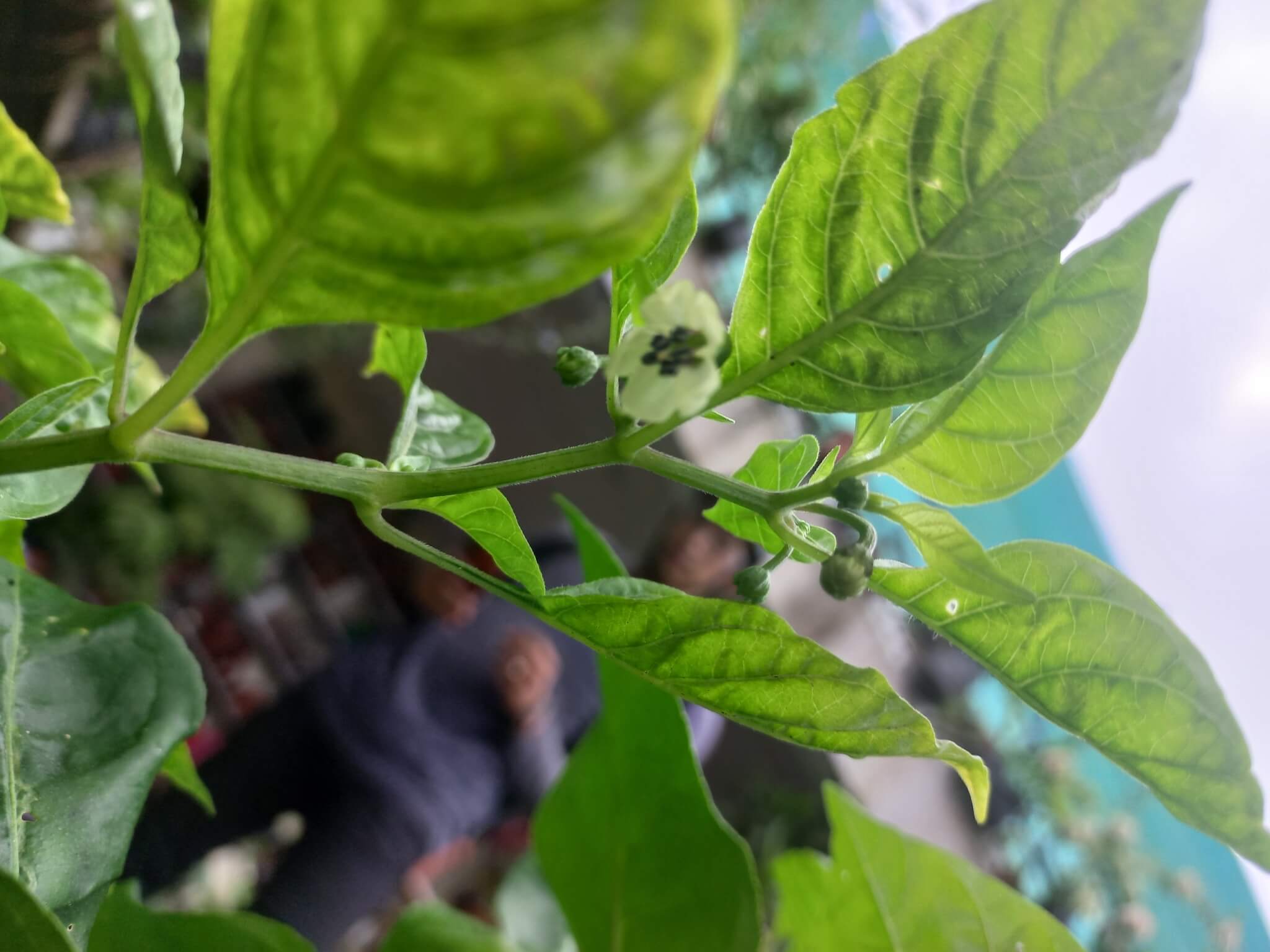 Capsicum chinense